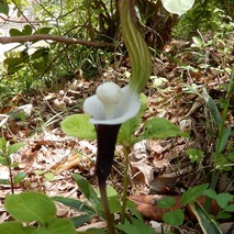 220428 山野草のエキ (87)