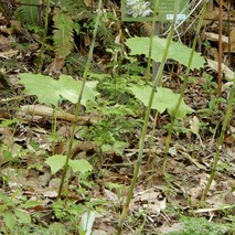 220428 山野草のエキ (76)