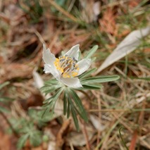 220311 山野草のエキ (26)