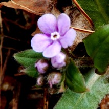 220328 山野草のエキ (47)