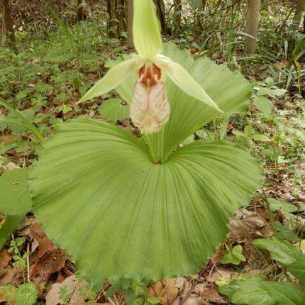 a230418 (71)山野草のエキ