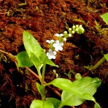 220505 山野草のエキ (68)