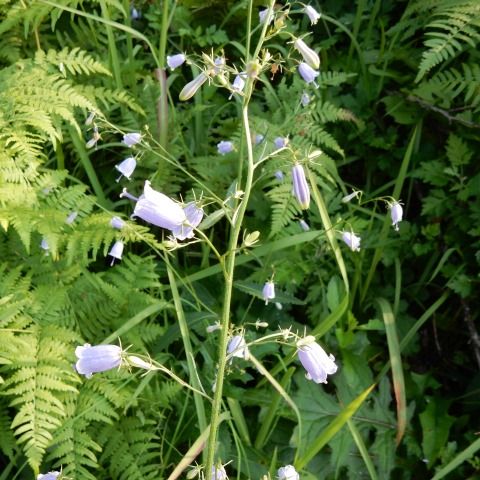 須々万の花 ウメバチソウ ノコンギク アキノタムラソウ他 定年生活