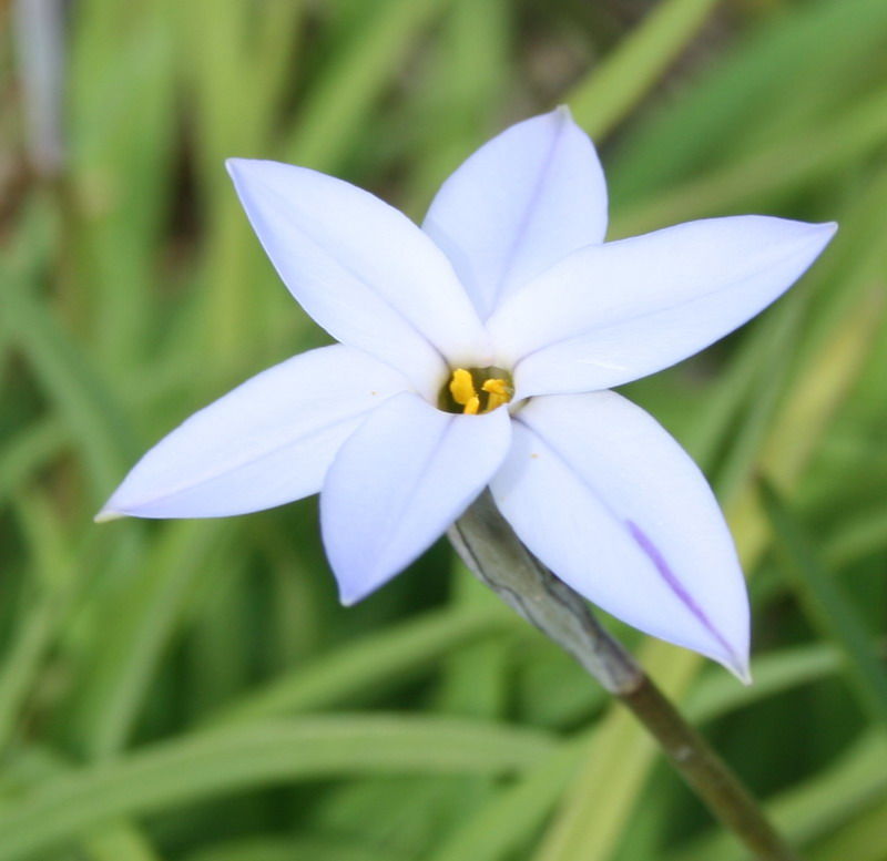 庭の花 ０７４ ハナニラ ナガバオモダカ 姫林檎 ジジババ シュンラン 定年生活