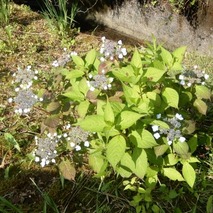 220618 山野草のエキ (1)