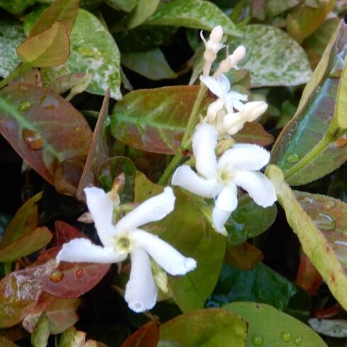 庭の花 ハツユキカズラ スイカズラ咲く 定年生活