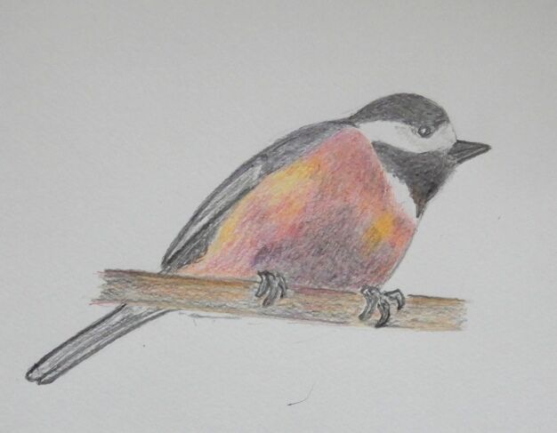 ヤマガラの絵 定年生活