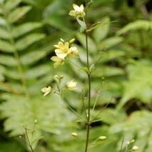 山野草のエキ (19)