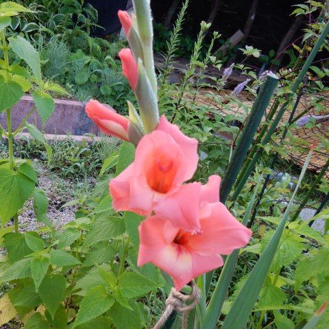 庭に咲いた花 アルストロメリア グラジオラス ミゾカクシ アガパンサス ヒメツルソバ １６ １０３ 定年生活