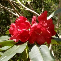 220428 山野草のエキ (43)