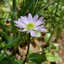 220428 山野草のエキ (92)