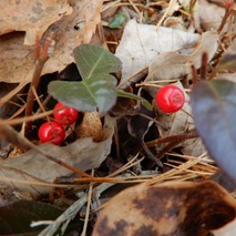 220106 山野草のエキ (35)