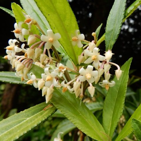 庭の花 センリョウ ヒャクリョウ ジュウリョウ １６ １０６ 定年生活