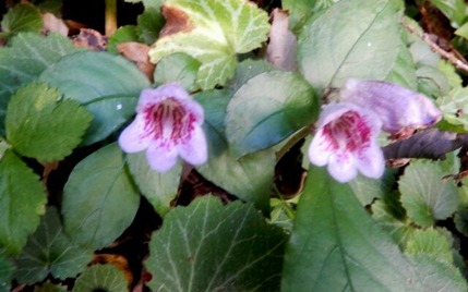 ツルイワギリソウ221013 山野草のエキ (91)