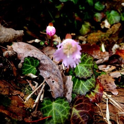 220328 山野草のエキ (63)