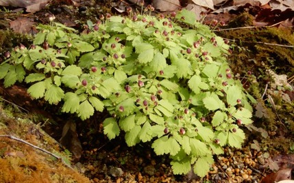 220325 山野草のエキ (61)-1-1