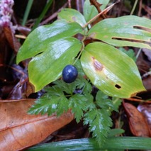 211020 山野草のエキ (45)