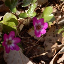 220407 山野草のエキ (29)