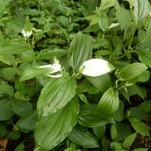 山野草のエキ (16)