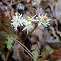 220303 山野草のエキ (47)
