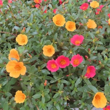 ������������ (15)���եܥ���