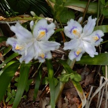 220428 山野草のエキ (7)