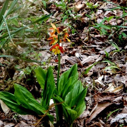 220505 山野草のエキ (73)