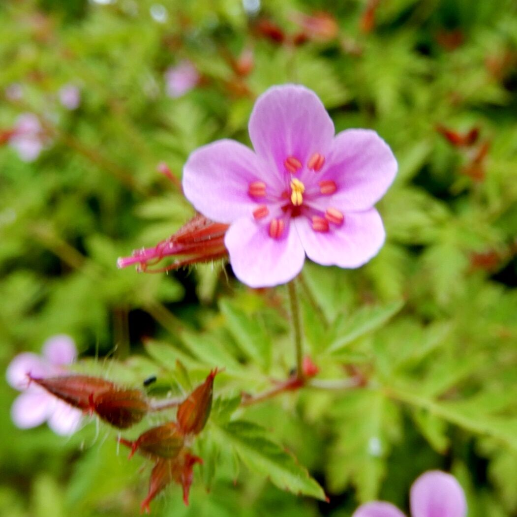 庭の花 ベニドウダン ヒメフウロ シラン 定年生活 庭の花 ベニドウダン ヒメフウロ シラン 定年生活