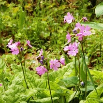 220505 山野草のエキ (57)