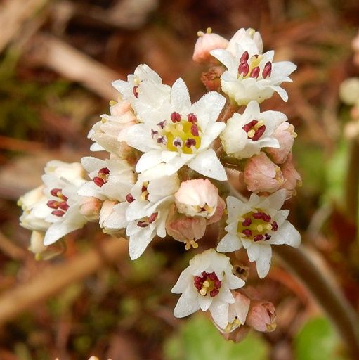 庭の花 イワヤツデ タンチョウソウ ユキヤナギ １６ ０２３ 定年生活
