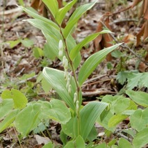 220505 山野草のエキ (77)