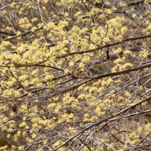 220325 山野草のエキ (1)-1