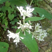 220723 山野草のエキ (71)