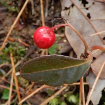 220106 山野草のエキ (34)