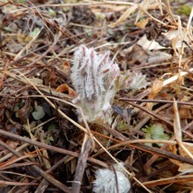 220325 山野草のエキ (3)