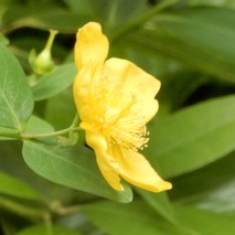 山野草のエキ (33)