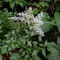 山野草のエキ (3)