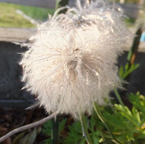 オキナグサ 種を採り蒔きする時期 定年生活