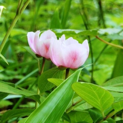 220522 山野草のエキ (12)