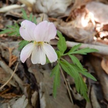 220407 山野草のエキ (132)