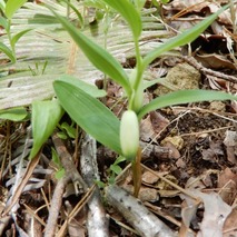 220428 山野草のエキ (121)