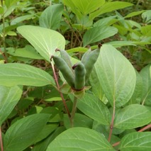 220618 山野草のエキ (89)