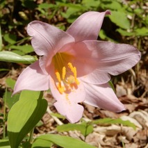 220522 山野草のエキ (40)