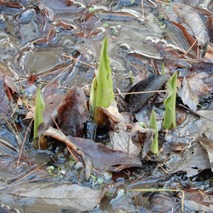 220106 山野草のエキ (28)