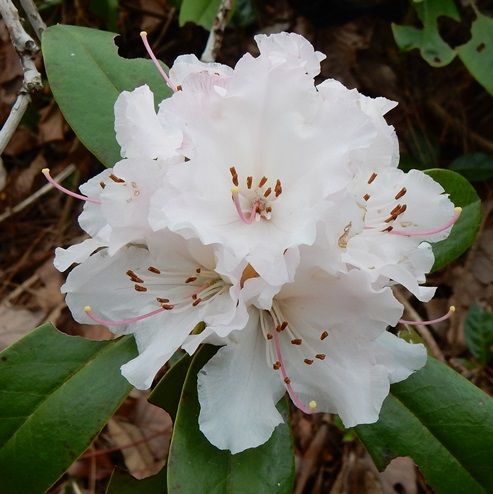 鹿野の山野草のエキ 直近で咲いた花 シャクナゲ カキドウシ ナンザンスミレ アミカサユリ フタバアオイ １６ ０３４ 定年生活