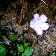 220407 山野草のエキ (137)