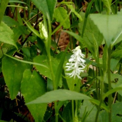 220430 (13)シライトソウ