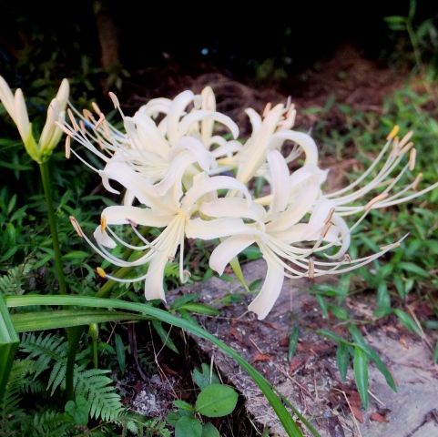 シロバナマンジュシャゲ 山野草の解説