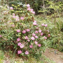 k230418 (50)山野草のエキ