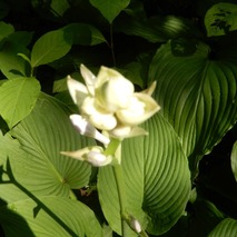 220618 山野草のエキ (17)